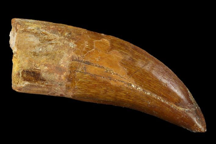 Carcharodontosaurus Tooth - Real Dinosaur Tooth #131242